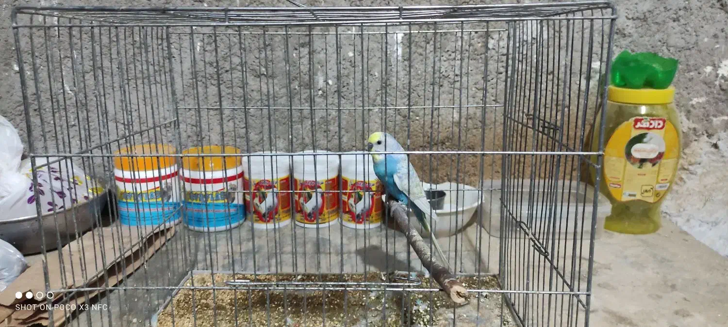 یک عدد مرغ عشق نر اسپانگل با قفس|پرنده|بندر گناوه, |دیوار