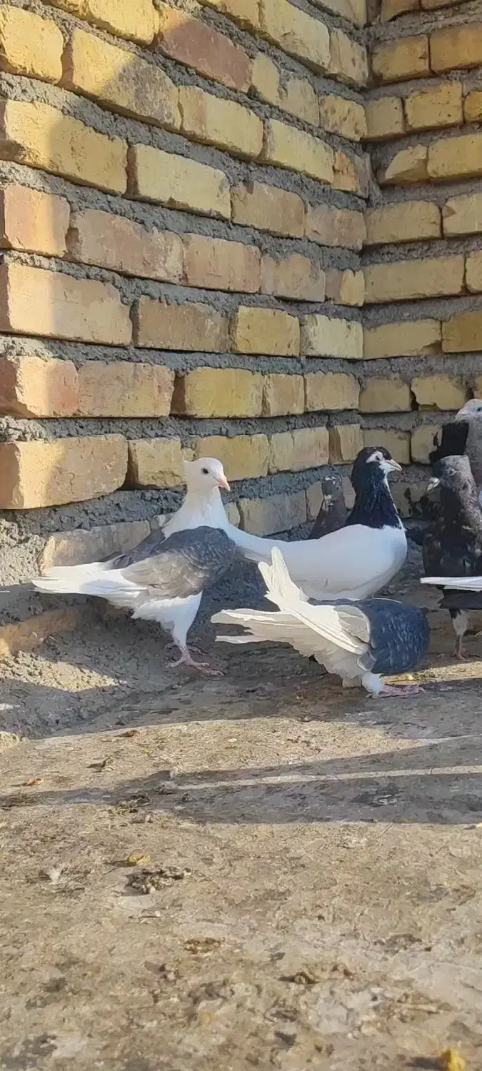 کبوتر پشت دار قهوه ای|پرنده|تاکستان, |دیوار