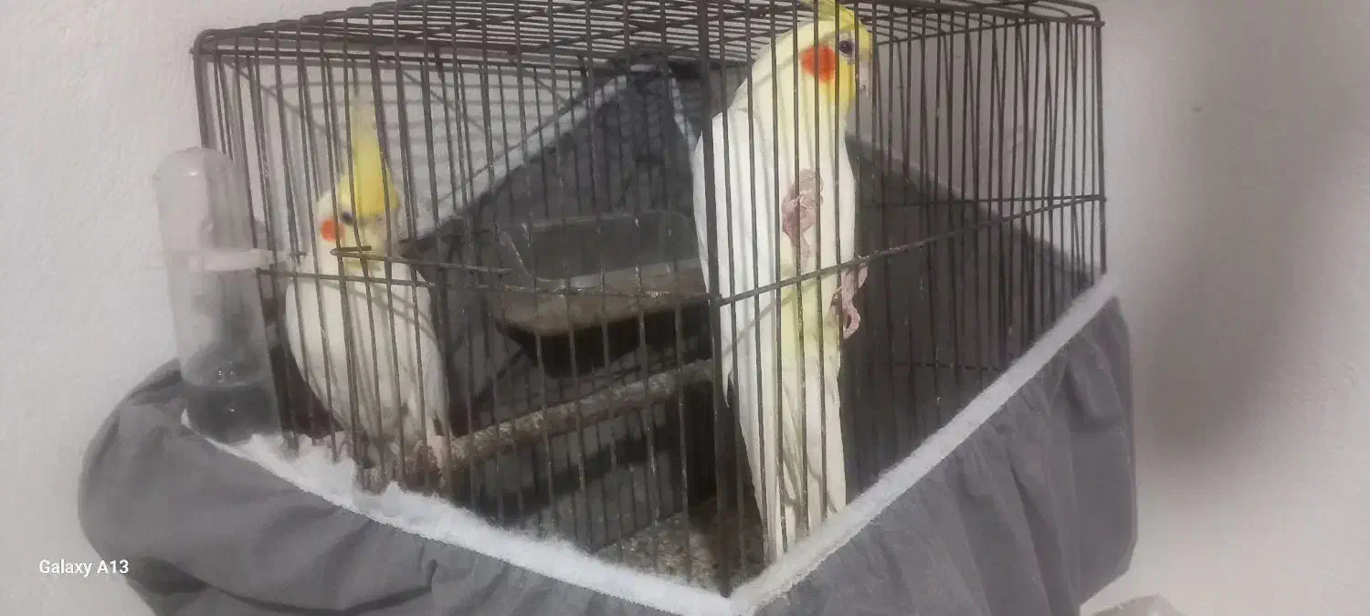 عروس هلندی لوتینو|پرنده|رشت, آب و برق|دیوار