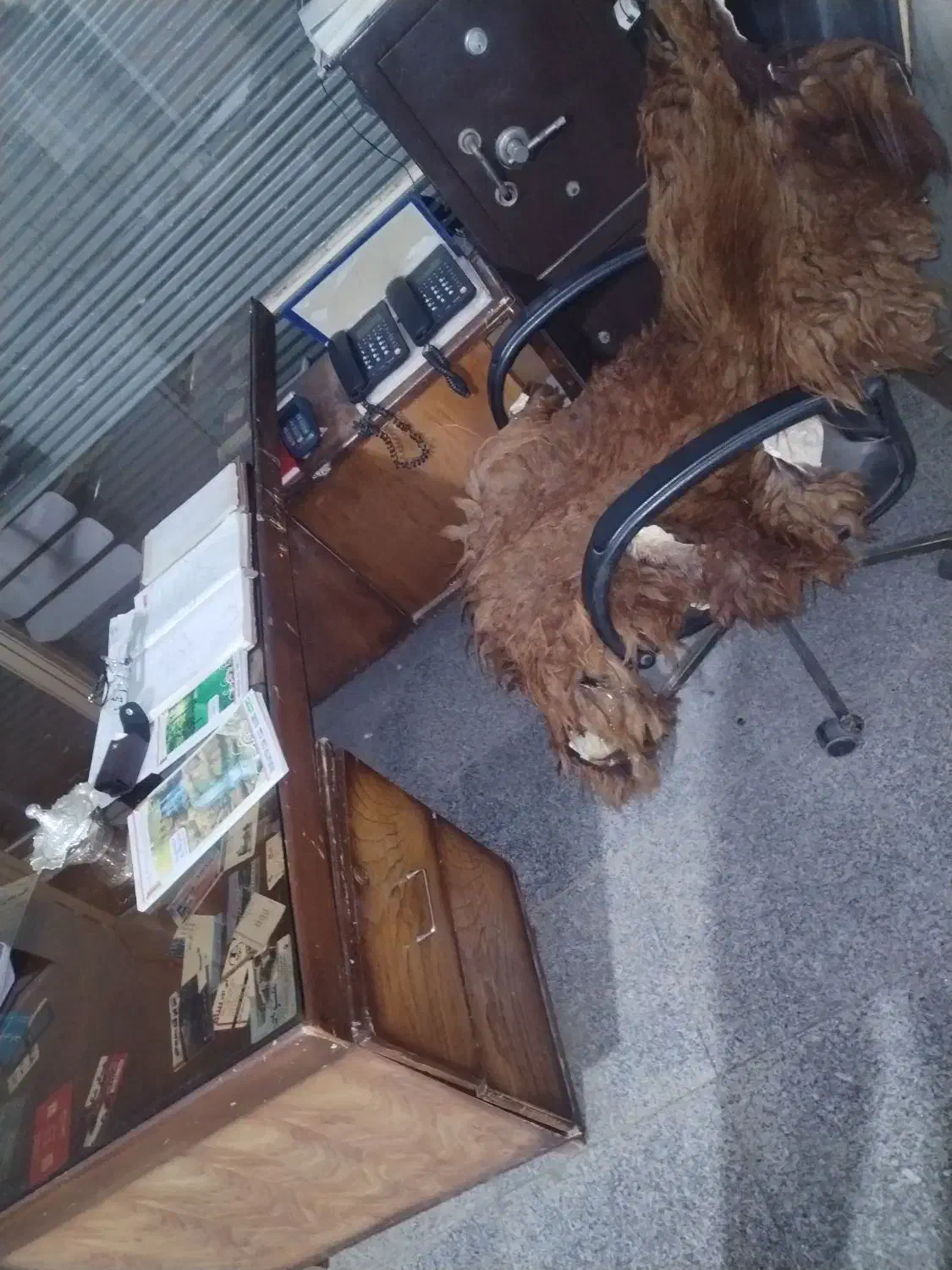 دو عدد میز مدیریت اداری چوبی|مبلمان اداری|بناب, |دیوار