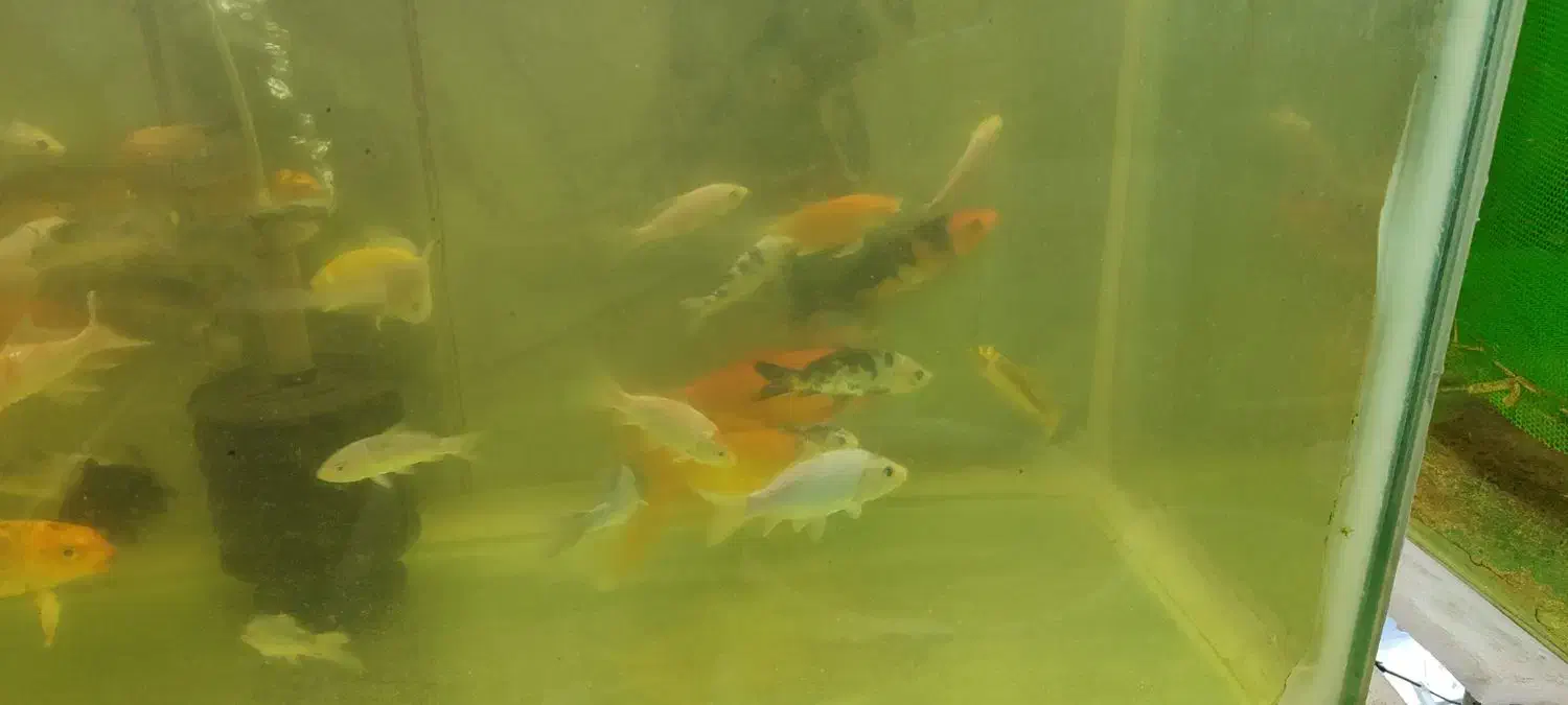 کوی باله بلند و کوی باله کوتاه|ماهی|پاکدشت, پاکدشت (مامازند)|دیوار