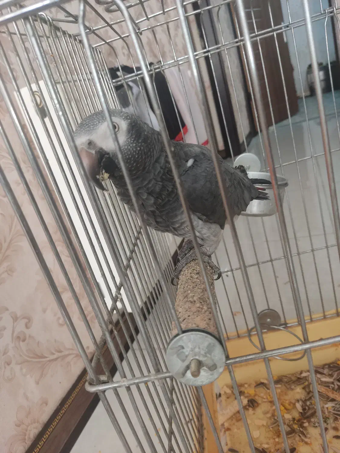 پرنده|پرنده|اصفهان, قلعه طبره|دیوار