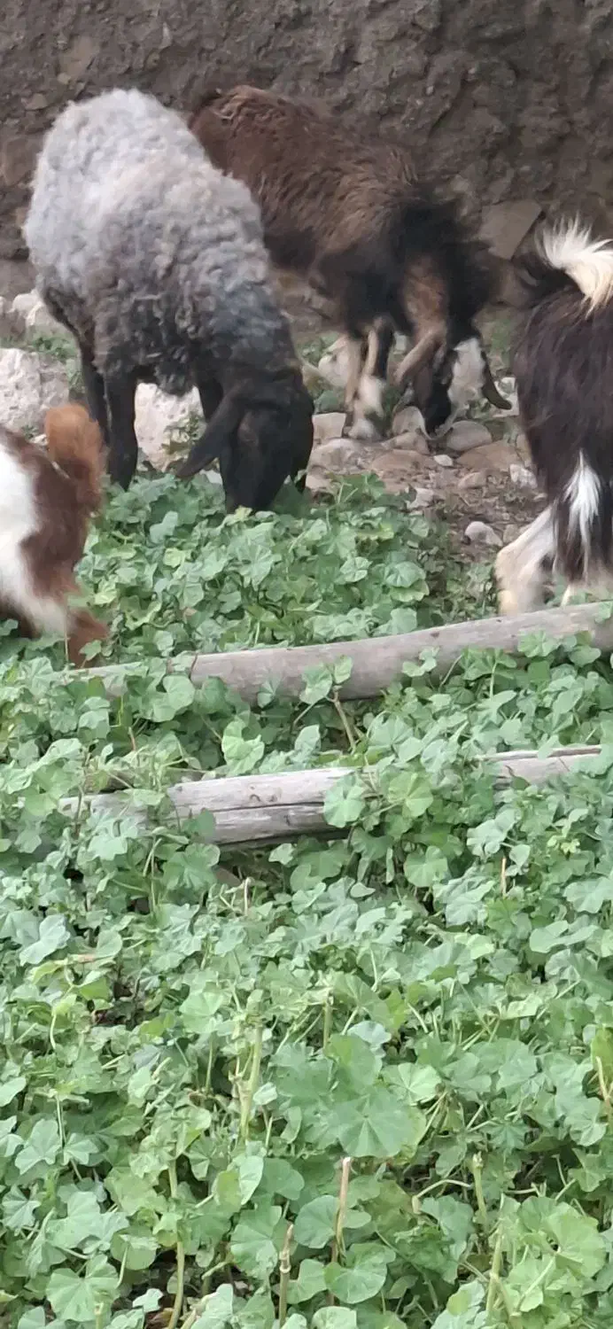 میش|حیوانات مزرعه|بندر کنگان, |دیوار