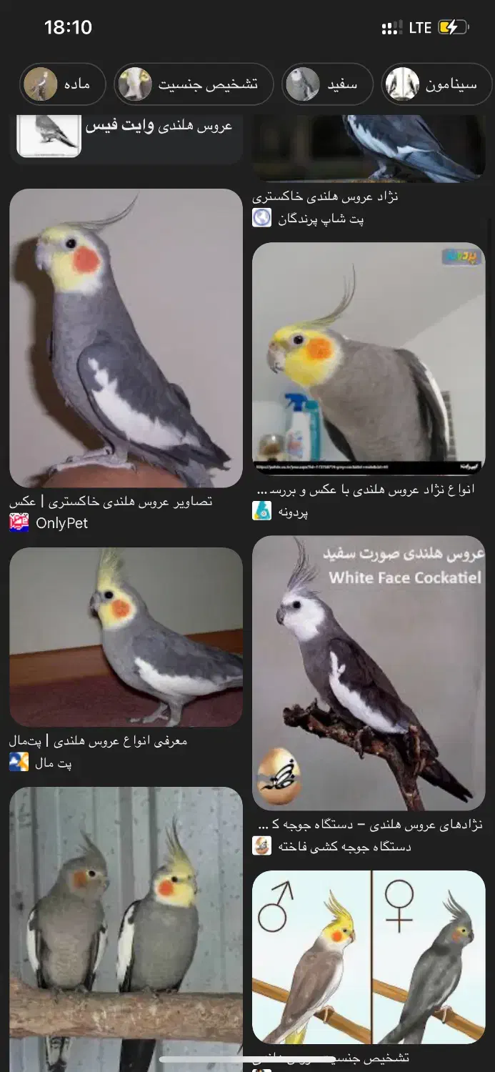 قبول واگذاریی انواع حیوانات|پرنده|گرگان, |دیوار