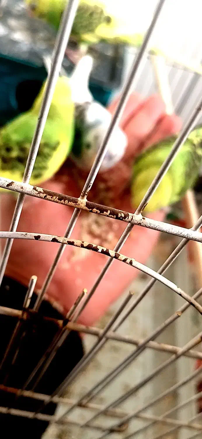 طوطی عروس ومرغ عشق|پرنده|تاکستان, |دیوار