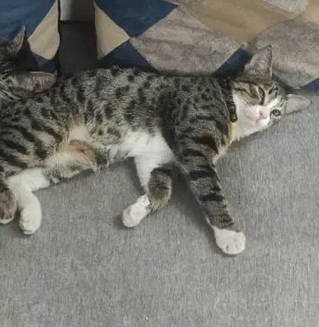 گربه گمشده|حیوانات|مشهد, سپاد|دیوار