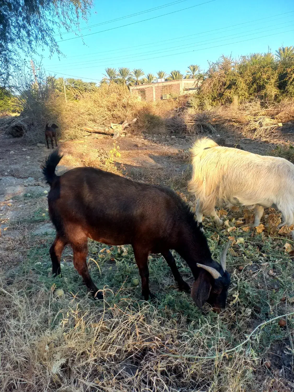 بز فروشی|حیوانات مزرعه|فاریاب, |دیوار