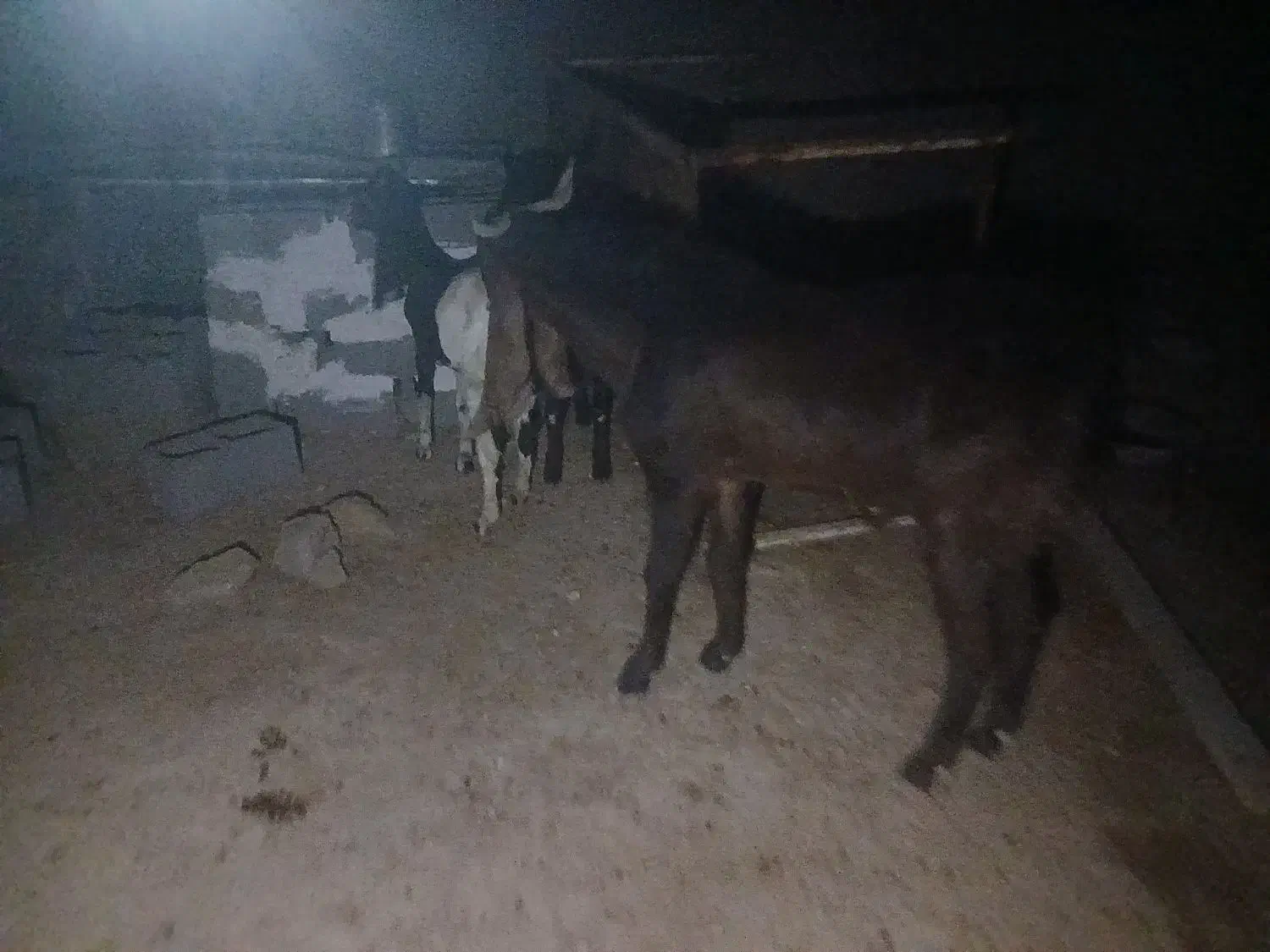 فروش نر بز افغانی یکساله|حیوانات مزرعه|دهلران, |دیوار