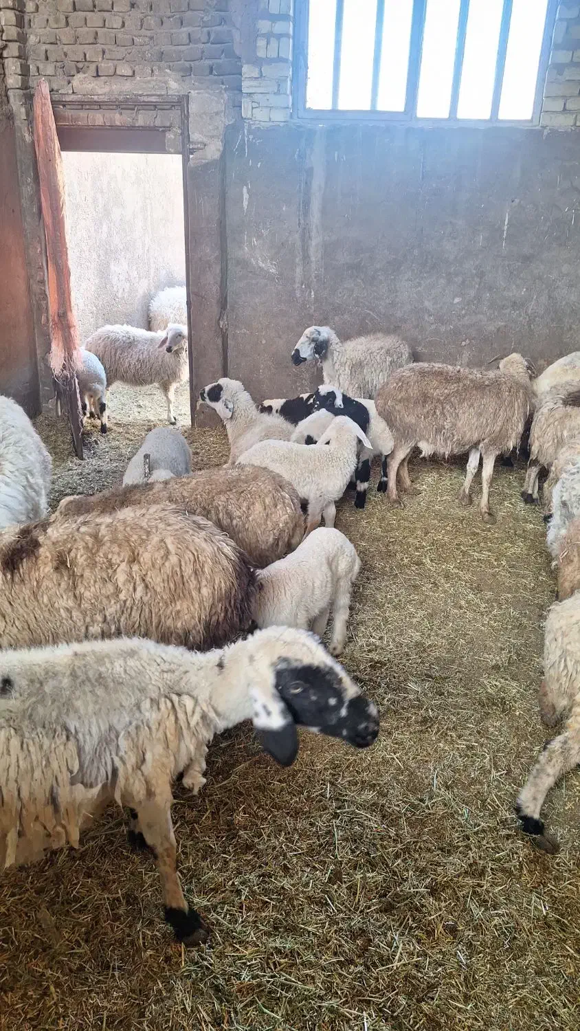 میش وبره .|حیوانات مزرعه|یزد, |دیوار