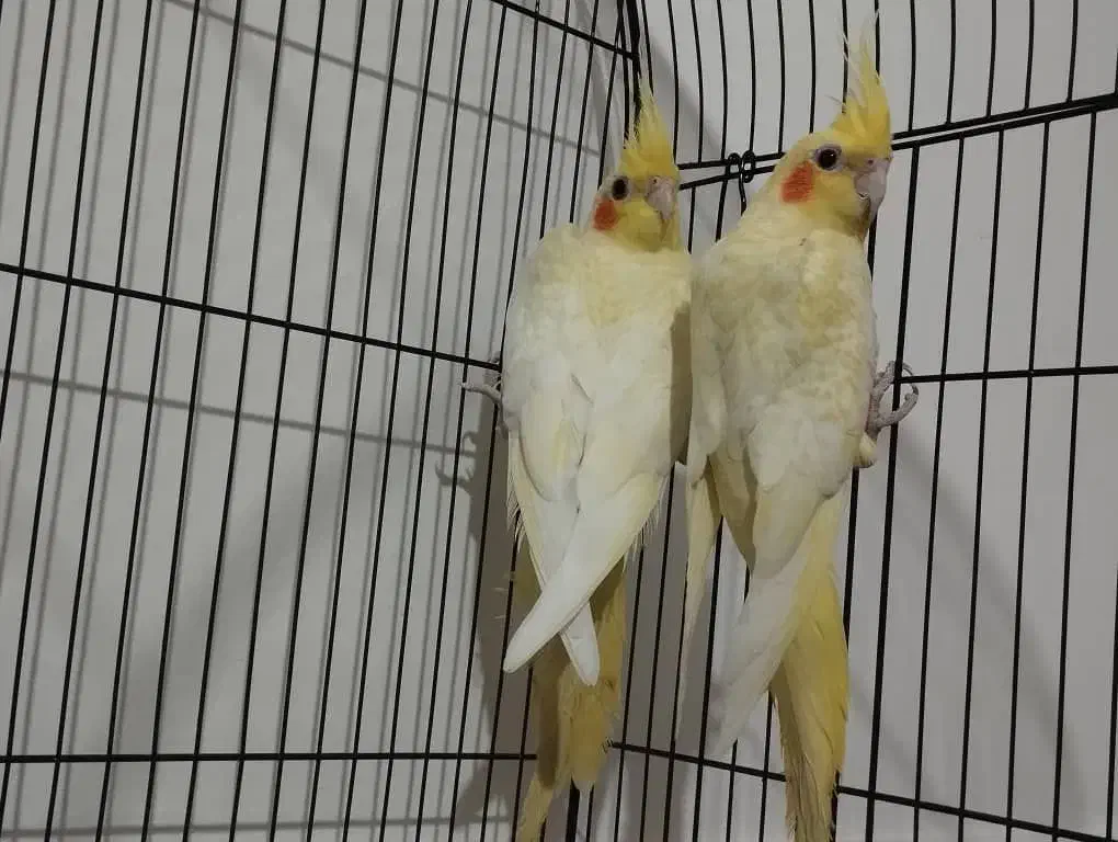 عروس هلندی رودان|پرنده|رودان, |دیوار