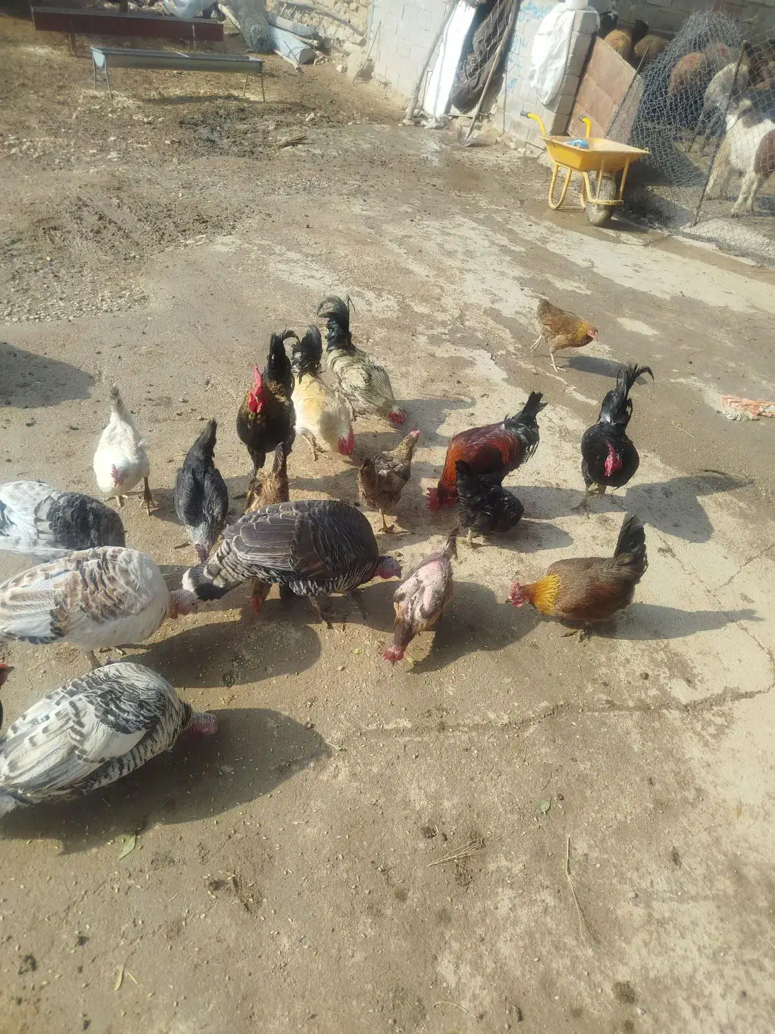 خروس|حیوانات مزرعه|ویسیان, |دیوار