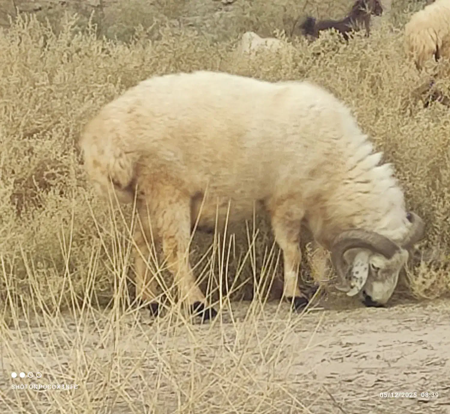 قوچ|حیوانات مزرعه|قلعه گنج, |دیوار