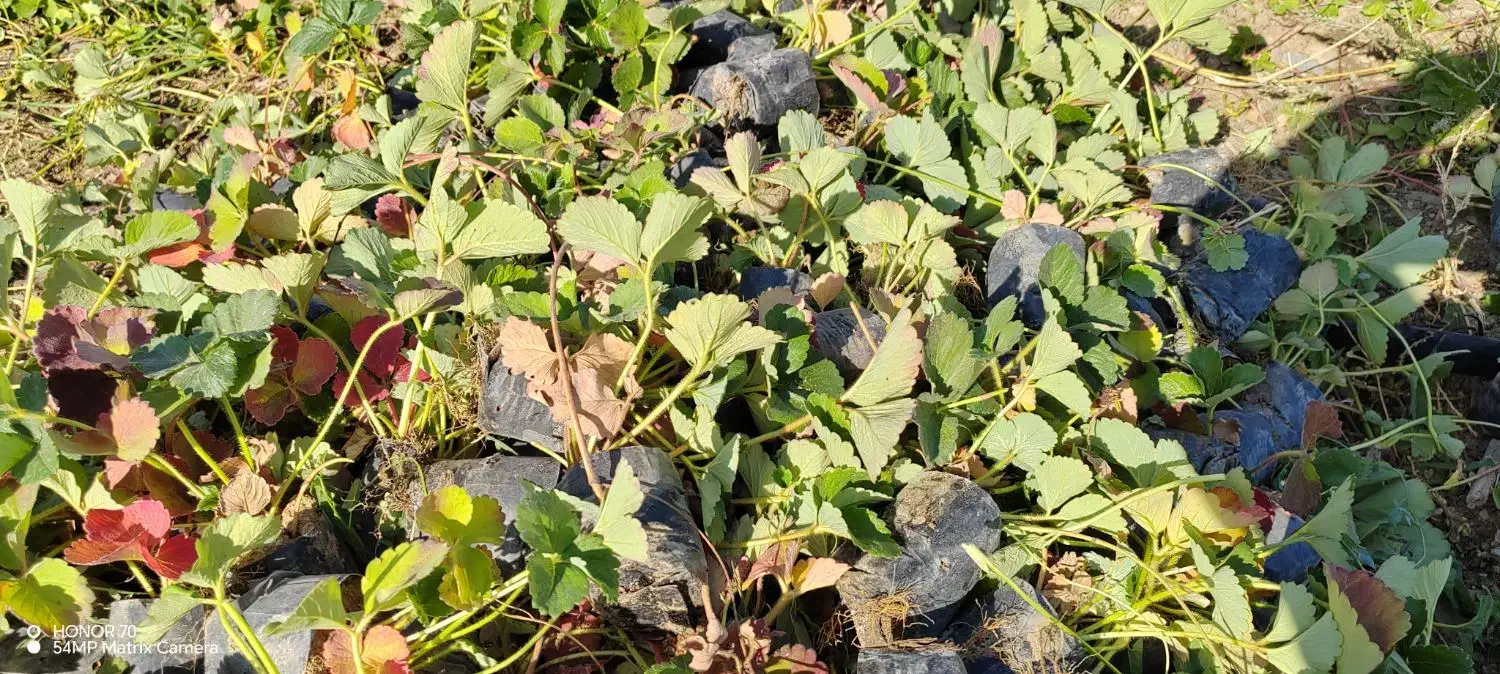 فروش نهال توت فرنگی پاروس|خدمات باغبانی و درختکاری|مریوان, |دیوار