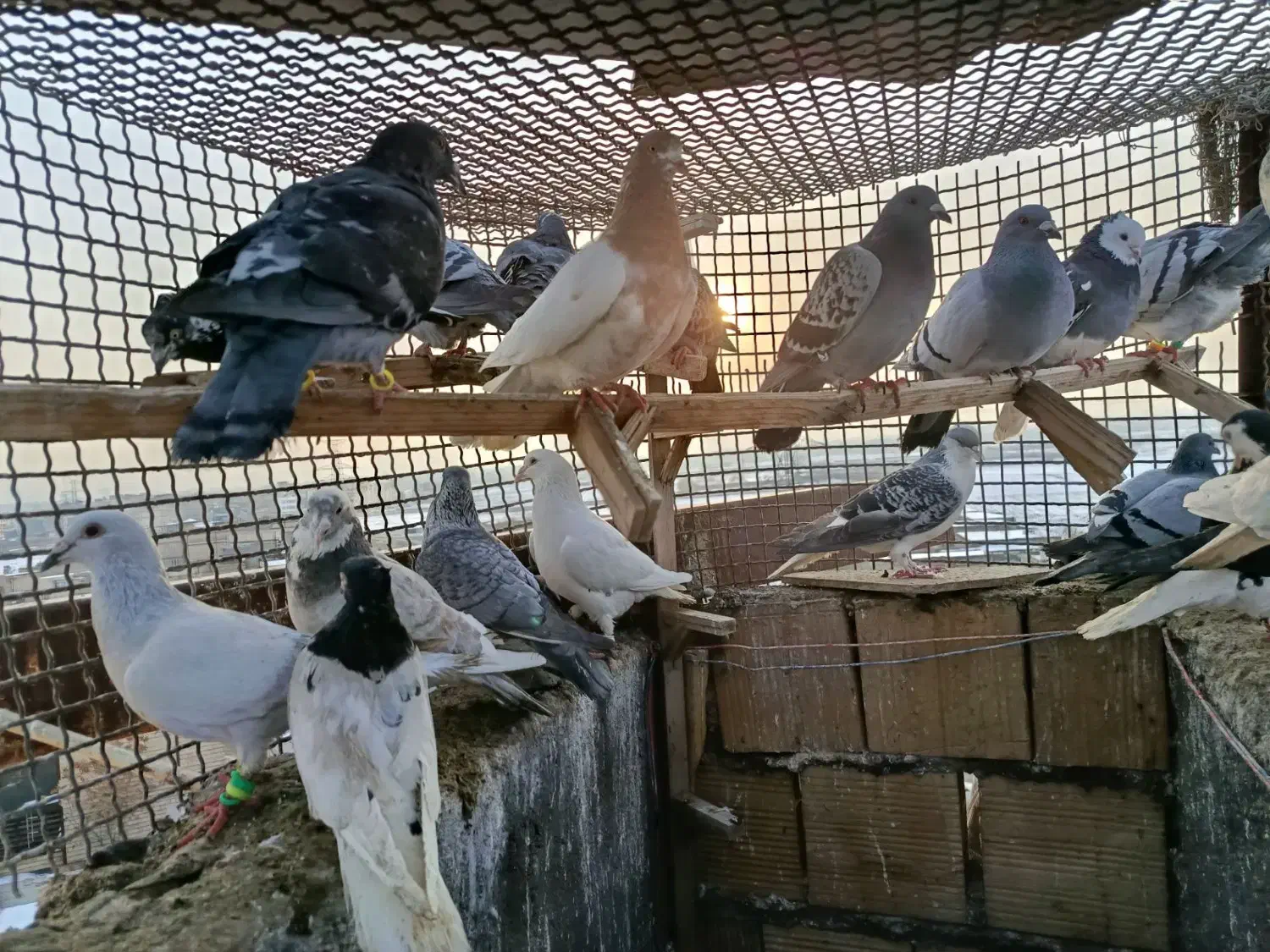 کفتر بوم پرشی|پرنده|مشهد, نوید|دیوار