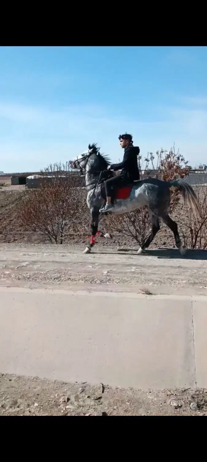 اسب ۷ساله|اسب و تجهیزات اسبسواری|مرند, |دیوار