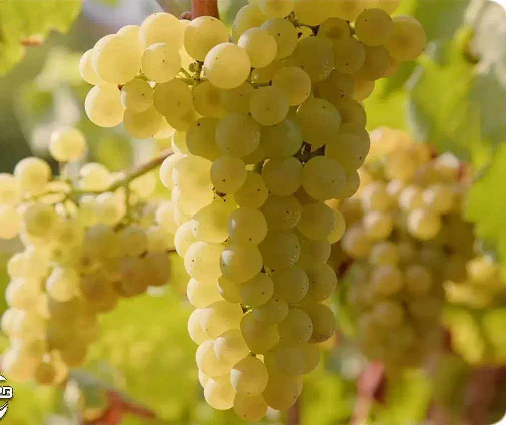 پیش فروش نهال انگور سفیدبیدانه|خدمات باغبانی و درختکاری|چنگ الماسی, |دیوار