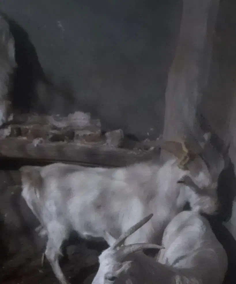 نر بز یکساله سانن|حیوانات مزرعه|آذرشهر, |دیوار