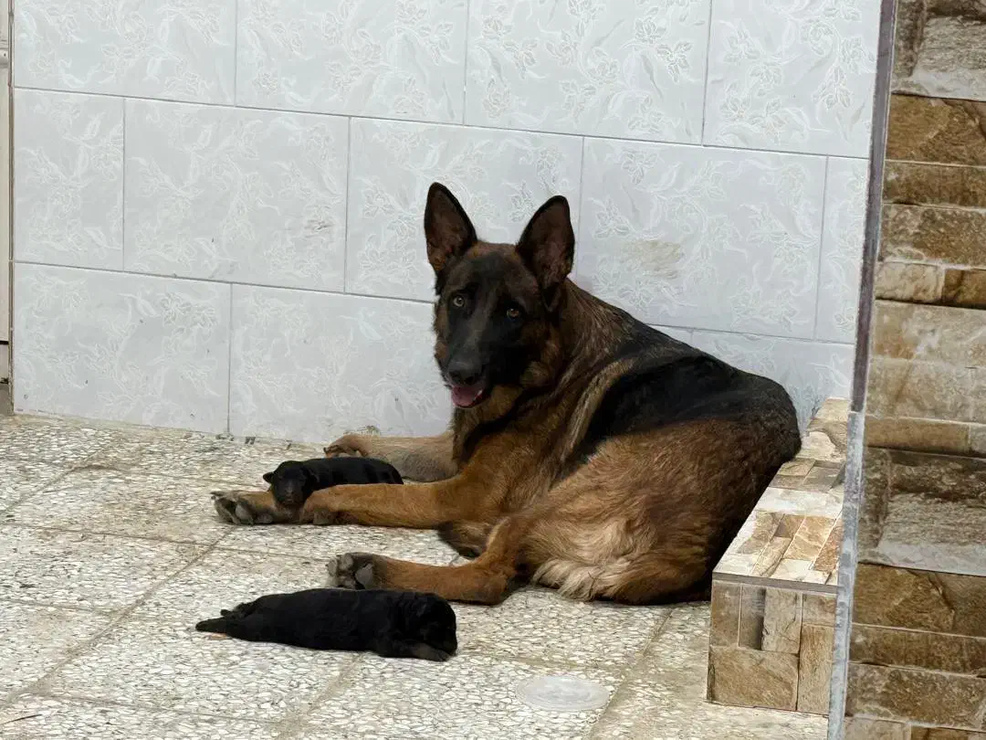 توله ژرمن مو کوتاه|سگ|بوشهر, |دیوار