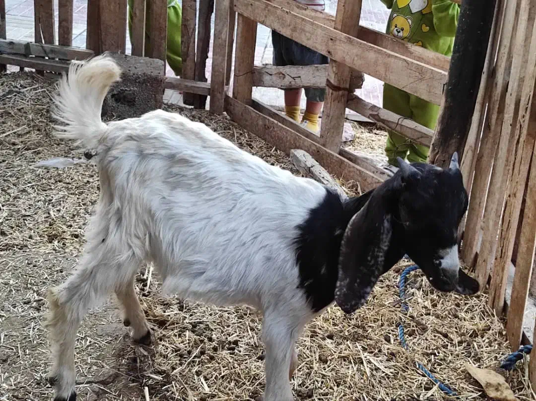 یک عدد کره نر|حیوانات مزرعه|بندر کنگان, |دیوار