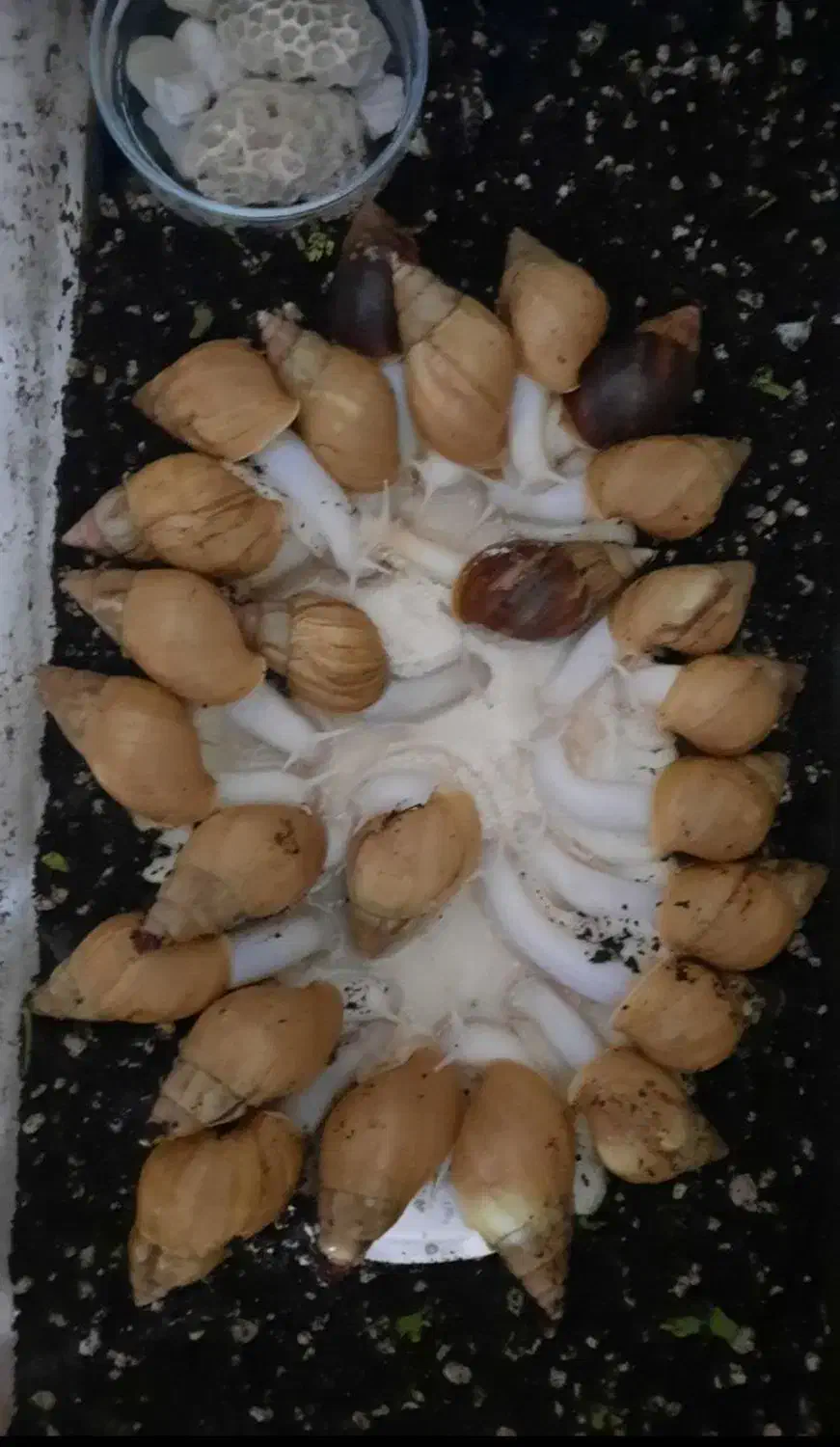 حلزون درمانی|خزنده|نظرآباد, نظرآباد|دیوار