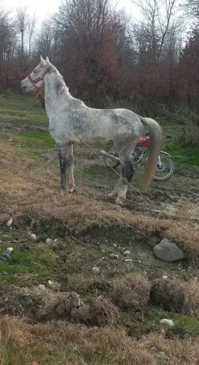 اسب|اسب و تجهیزات اسبسواری|گرگان, |دیوار