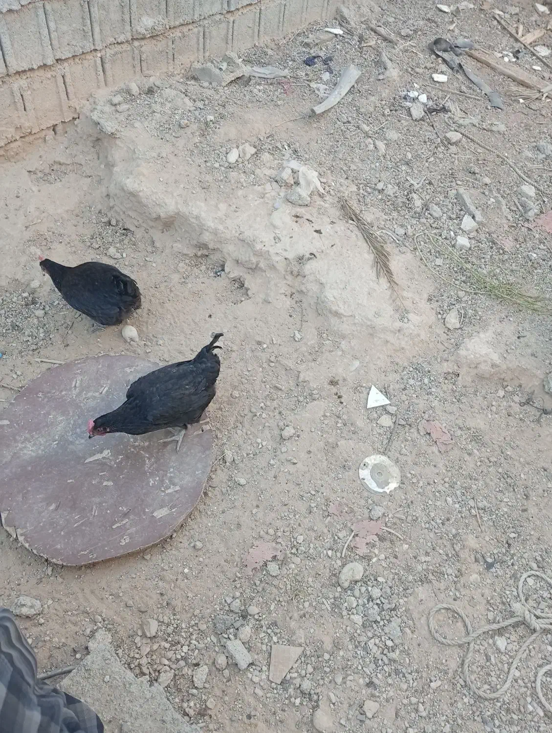 مرغ|حیوانات مزرعه|وحدتیه, |دیوار