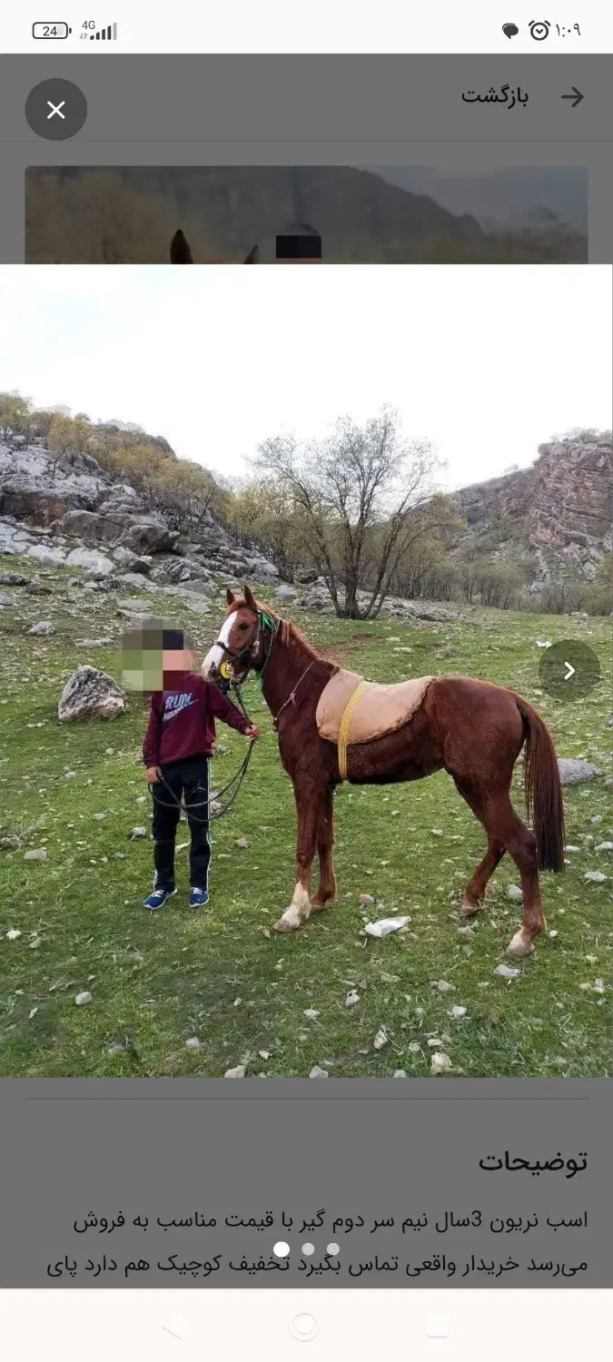 اسب نریون|اسب و تجهیزات اسب‌سواری|خرم‌آباد, |دیوار