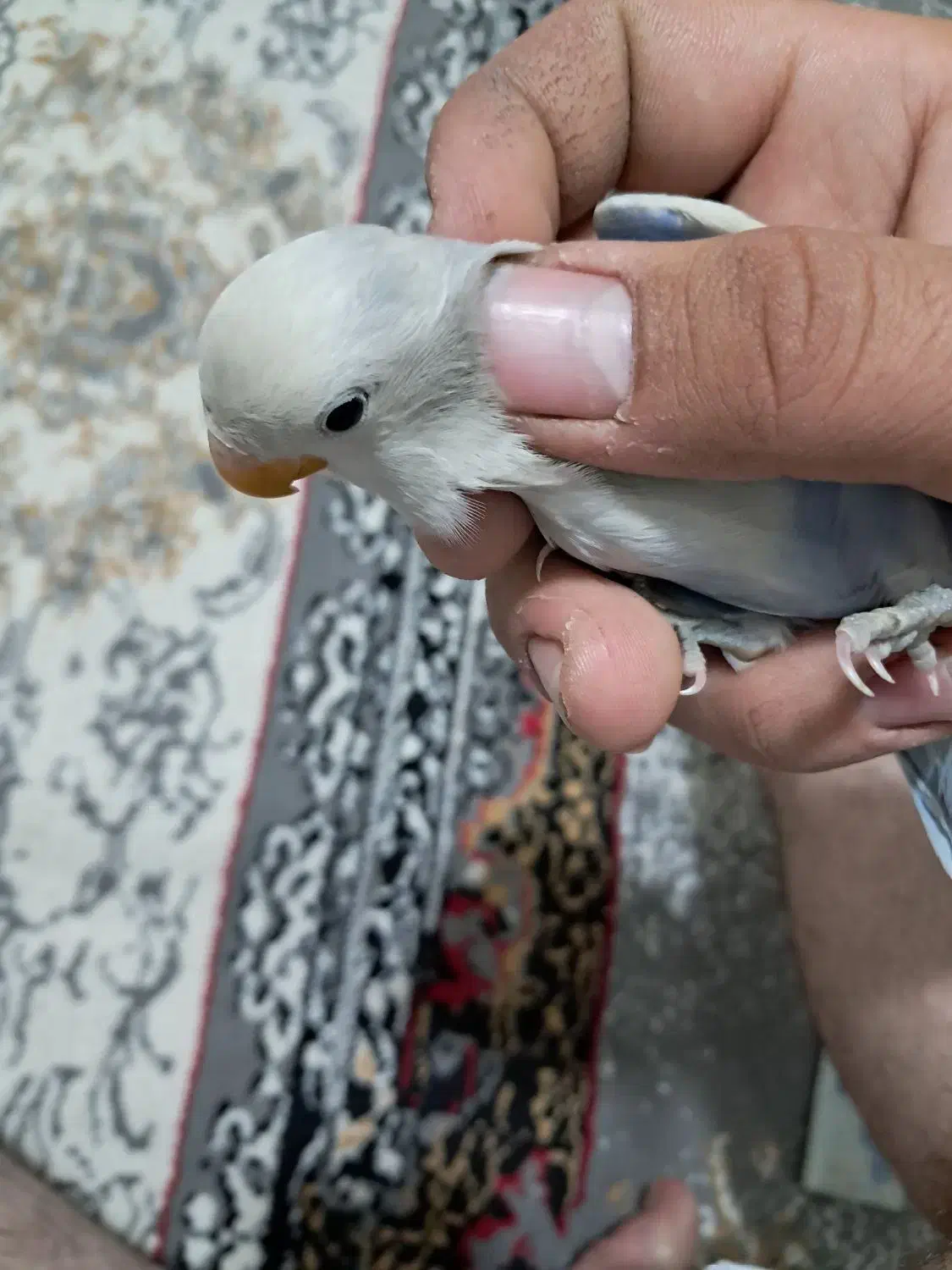 طوطی برزیلی مرغ عشق جفت|پرنده|پاکدشت, پاکدشت (مامازند)|دیوار