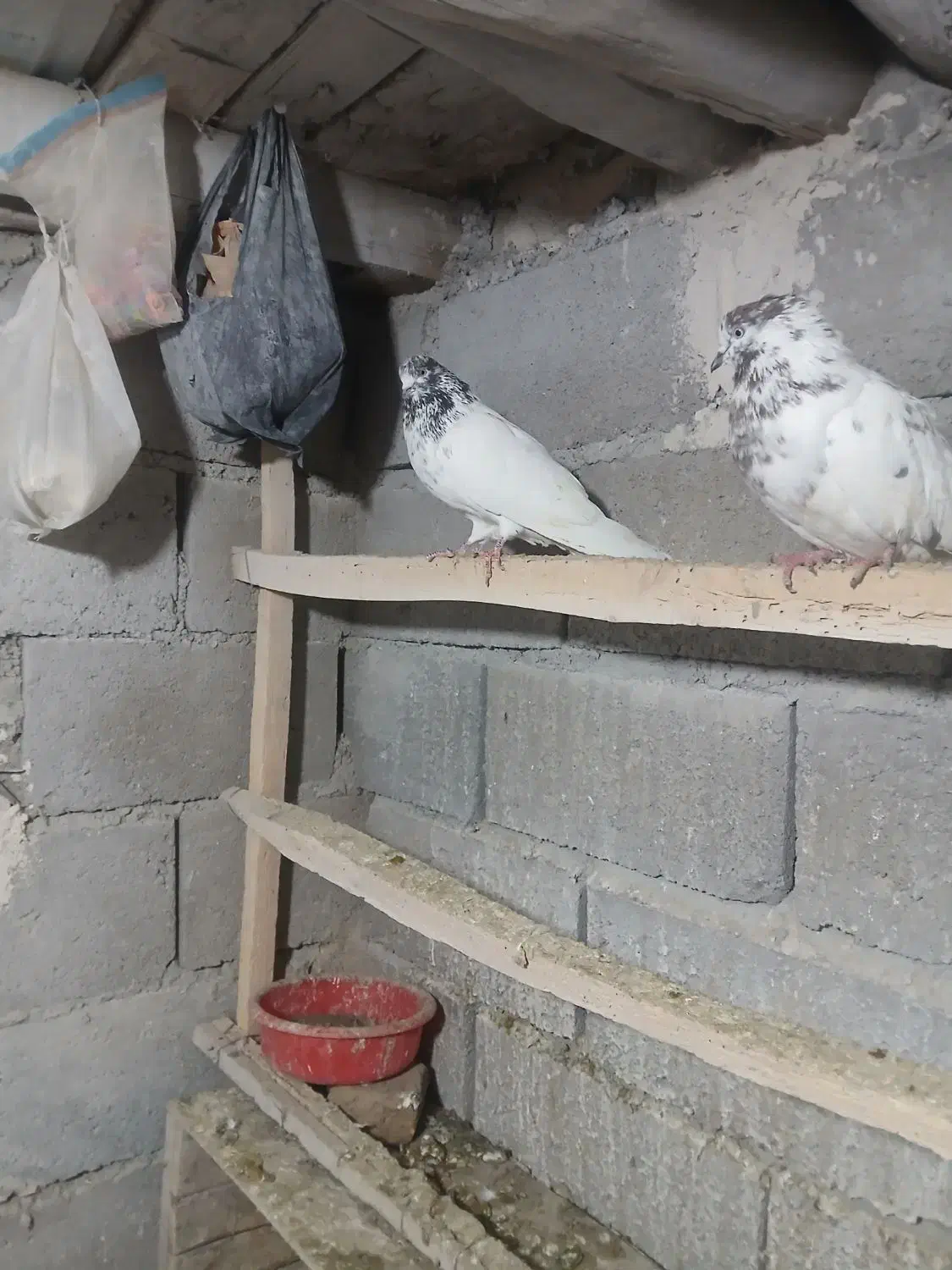 کبوتر پرشی|پرنده|هریس, |دیوار