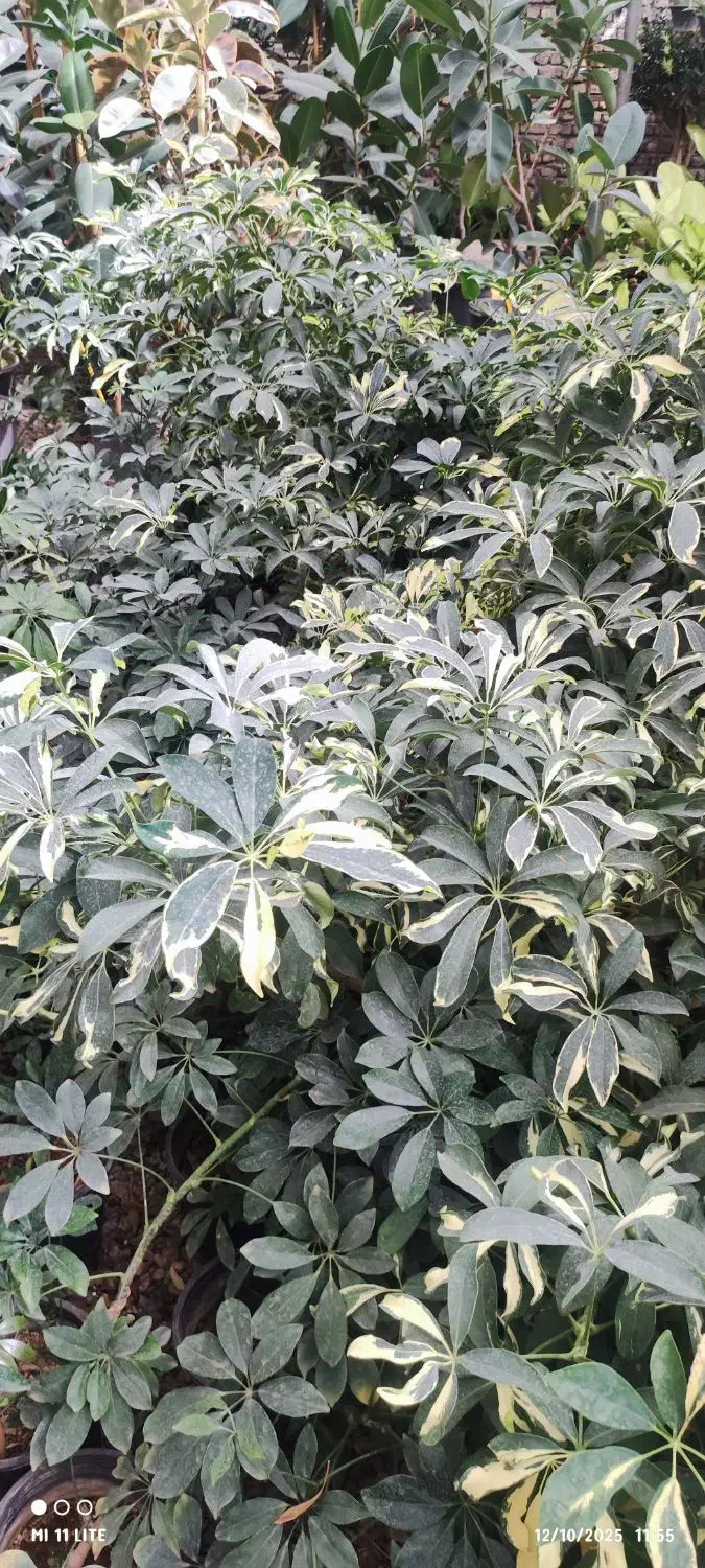 بامبو .گل گلدان بامبو|گل و گیاه طبیعی|ورامین, ورامین|دیوار