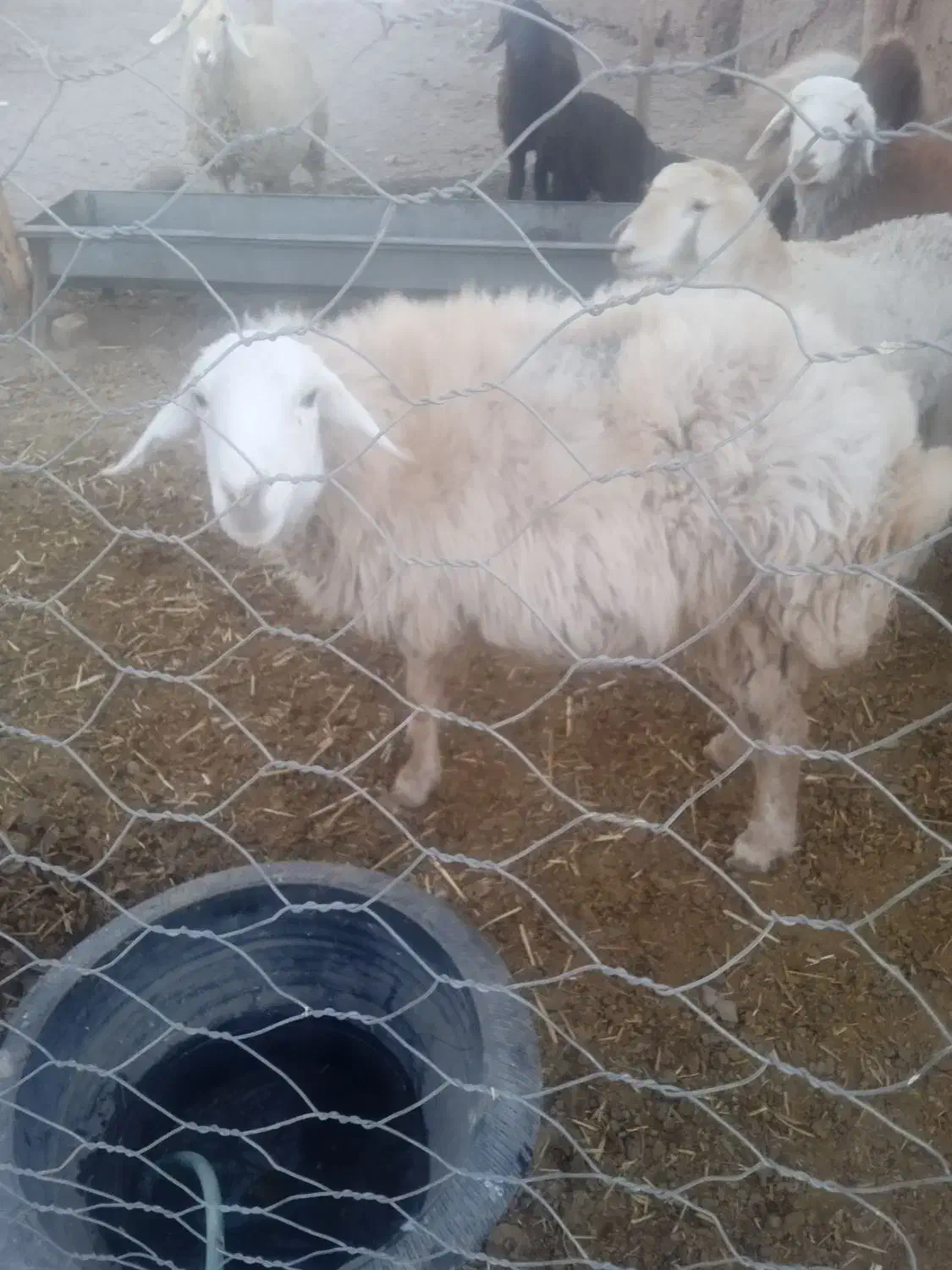 میش تازه شیره انداخته از شیره صاف|حیوانات مزرعه|سبزوار, کلاته سیفر|دیوار