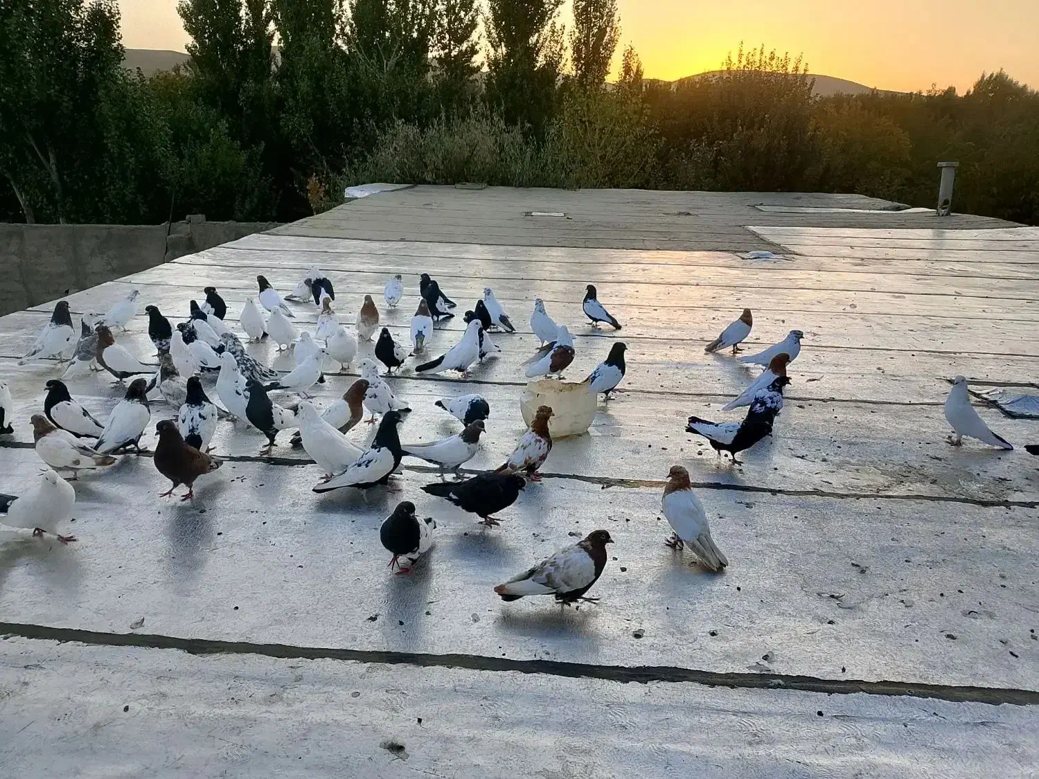 کبوتر سینه ای کله ای دم سیاه سرور|پرنده|صائین قلعه, |دیوار