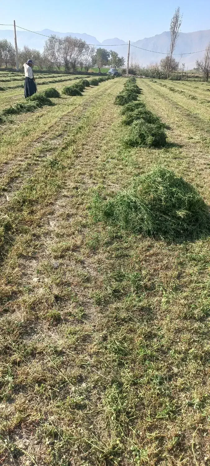 کاه یونجه درجه یک بیشتر گل هست|لوازم جانبی حیوانات|بروجرد, |دیوار