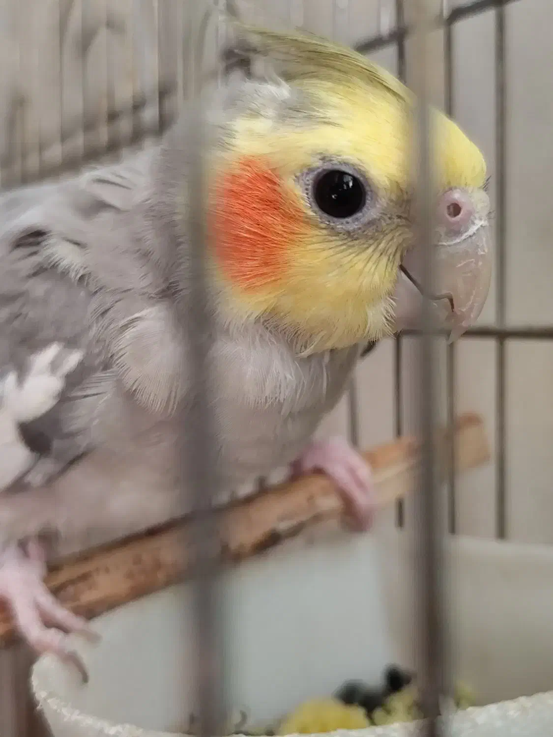 طوطی عروس هلندی ۱جفت|پرنده|قرچک, شهرک طلائیه|دیوار