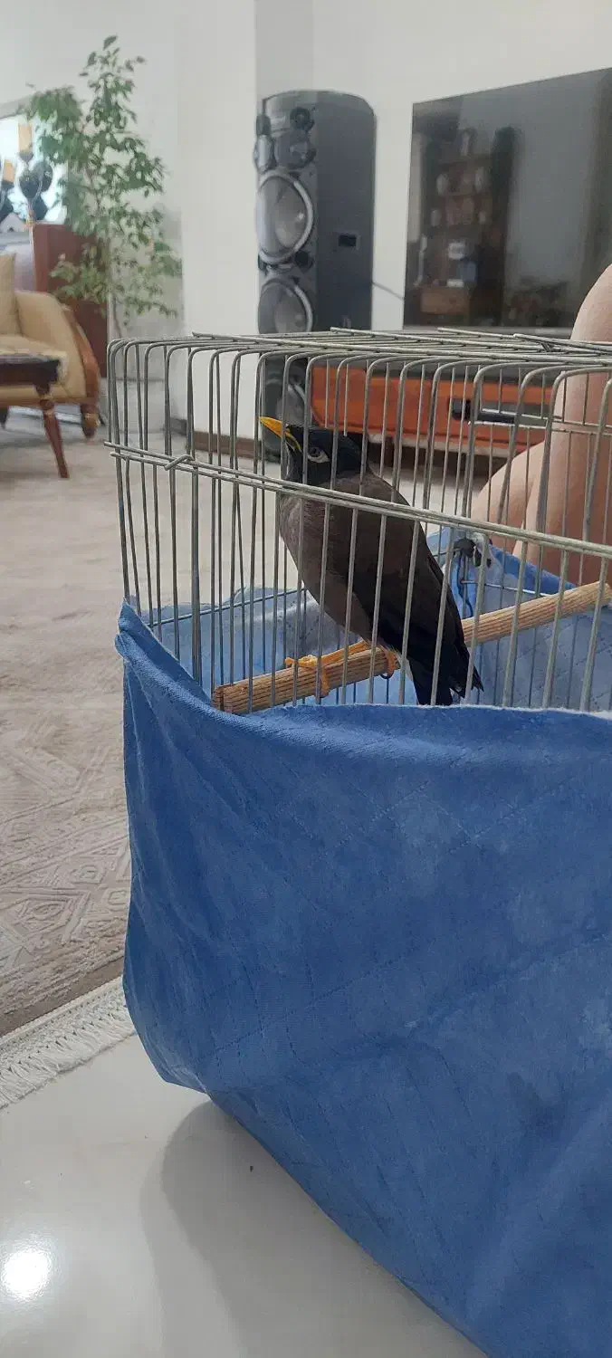 مرغ مینا سخنگو پر حرف|پرنده|شهریار, شهرک مصطفی خمینی|دیوار