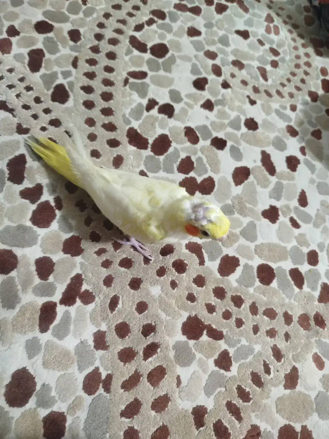 عروس هلندی|پرنده|رباط‌کریم, مسکن مهر آبشناسان|دیوار