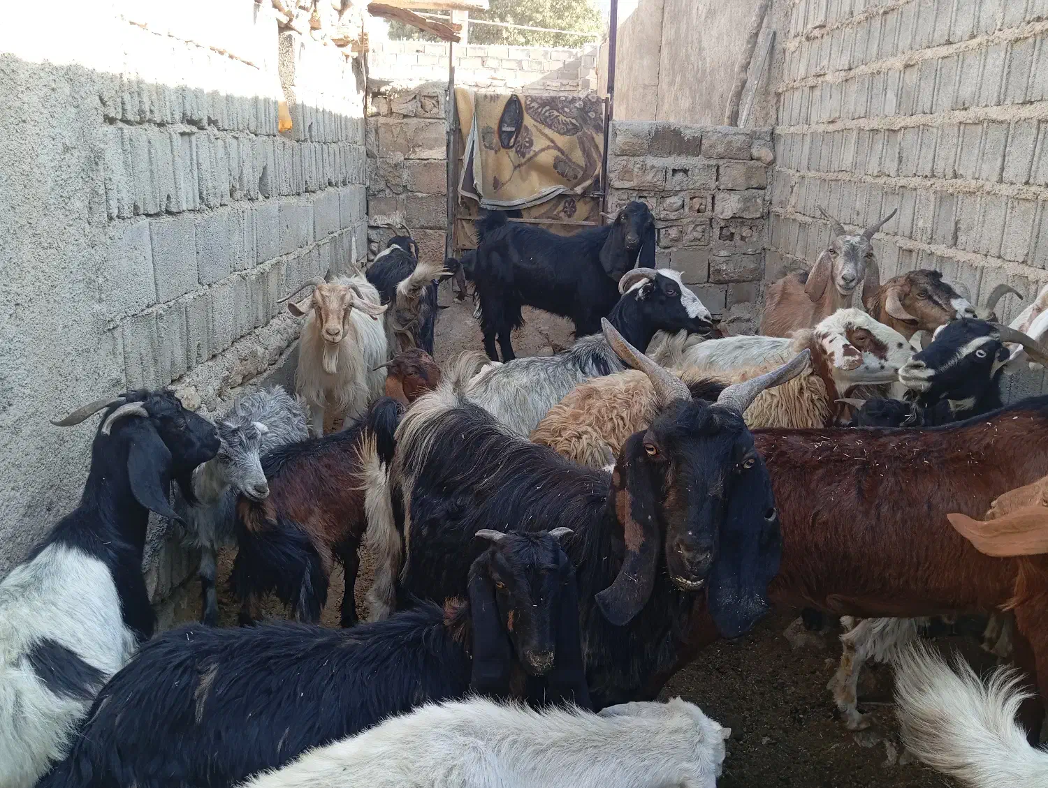 حیوان|حیوانات مزرعه|دهدشت, |دیوار