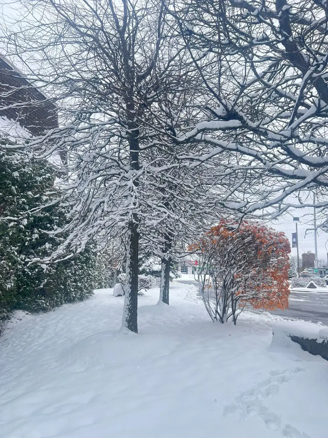 همسفر|خدمات حمل و نقل|سردشت, |دیوار