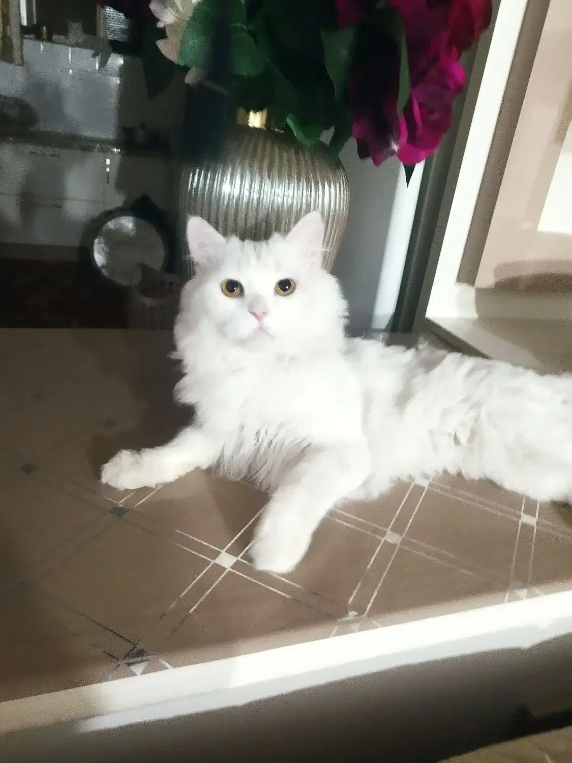 گربه پرشین گمشده در خسروشاه|گربه|خسروشاه, |دیوار