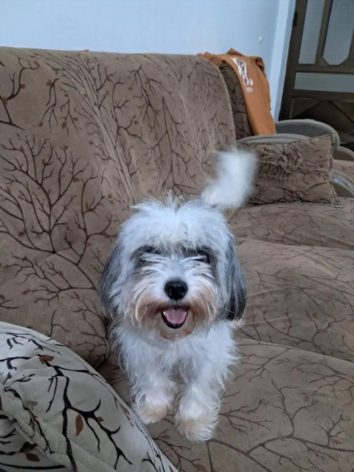 سگ خانگی اپارتمان|سگ|لاهیجان, کوی زمانی|دیوار