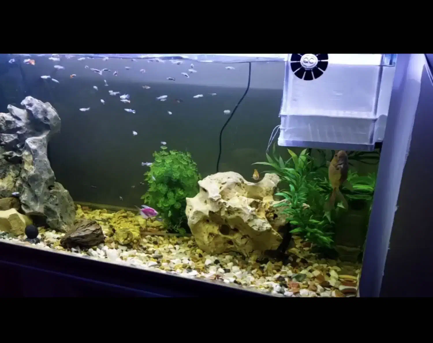 آکواریوم شرکتی ماهیران با تمامی وسایل|ماهی|کرمانشاه, |دیوار