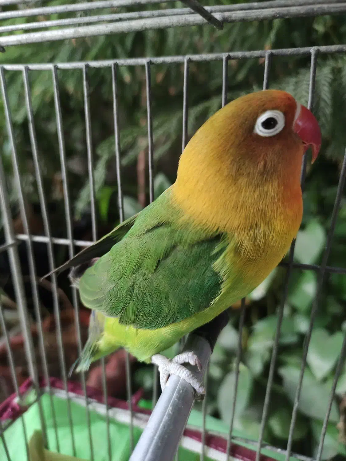 طوطی برزیلی کوتوله|پرنده|اصفهان, شاهد|دیوار