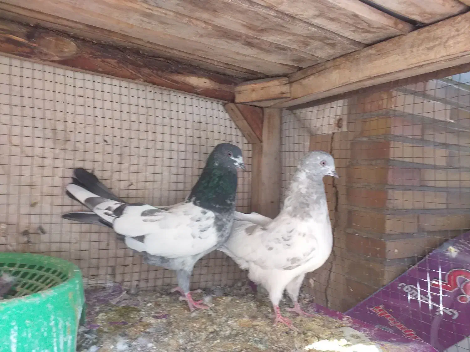 کفتر کله دم سبز و صابونی(الماسی) پرشی|پرنده|فولادشهر, A4|دیوار