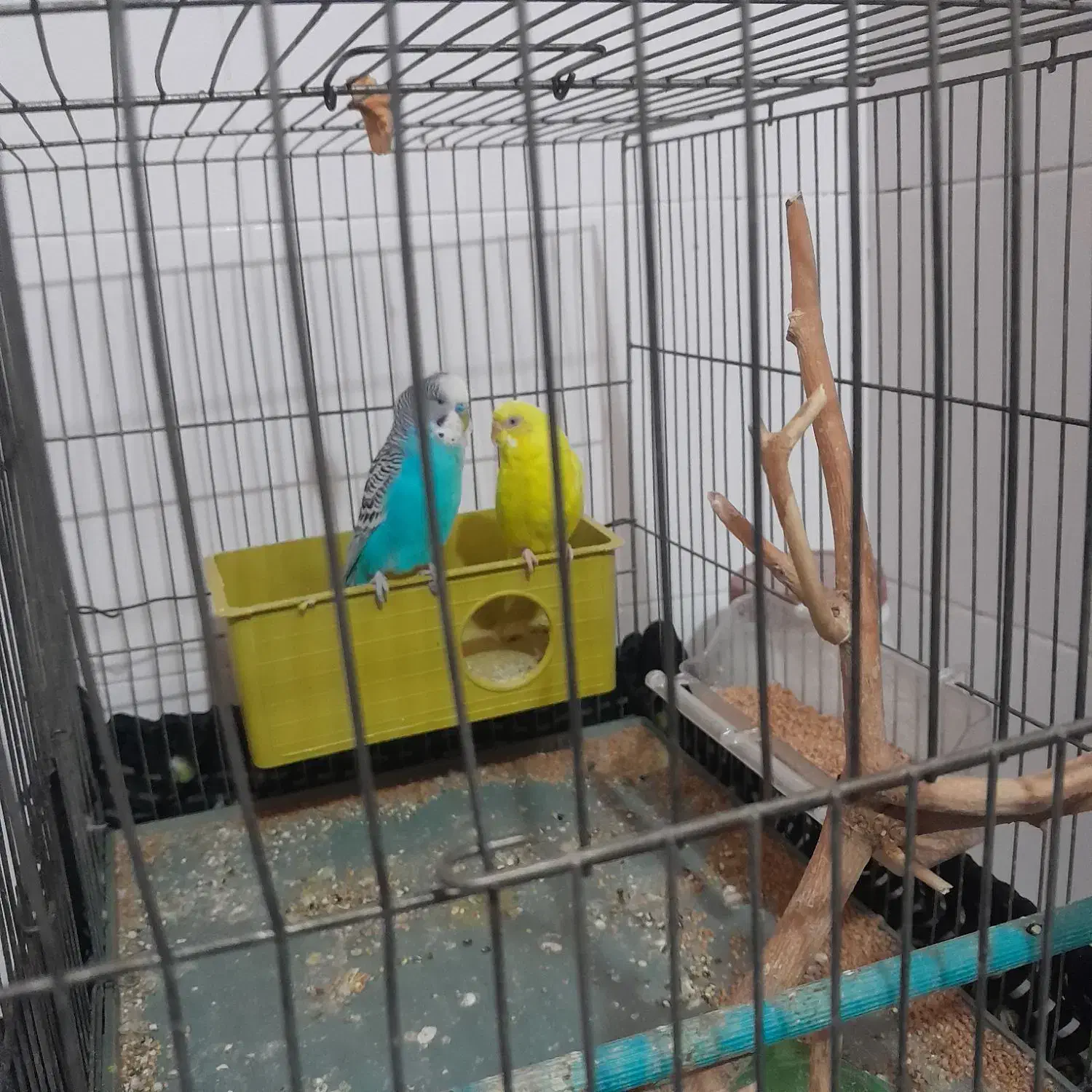 یک جفت مرغ عشق|پرنده|قصابه, |دیوار