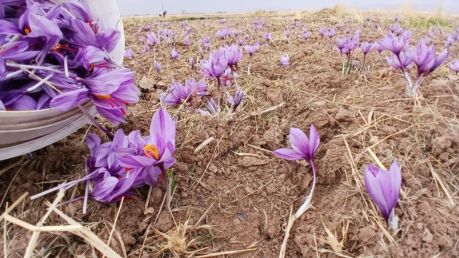 زعفران کشاورز|خوردنی و آشامیدنی|تهران, یافت آباد جنوبی|دیوار