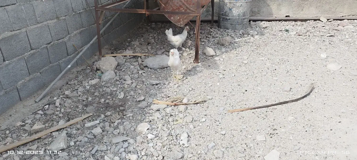 مرغ سفید چهل تاج|حیوانات مزرعه|خورموج, |دیوار