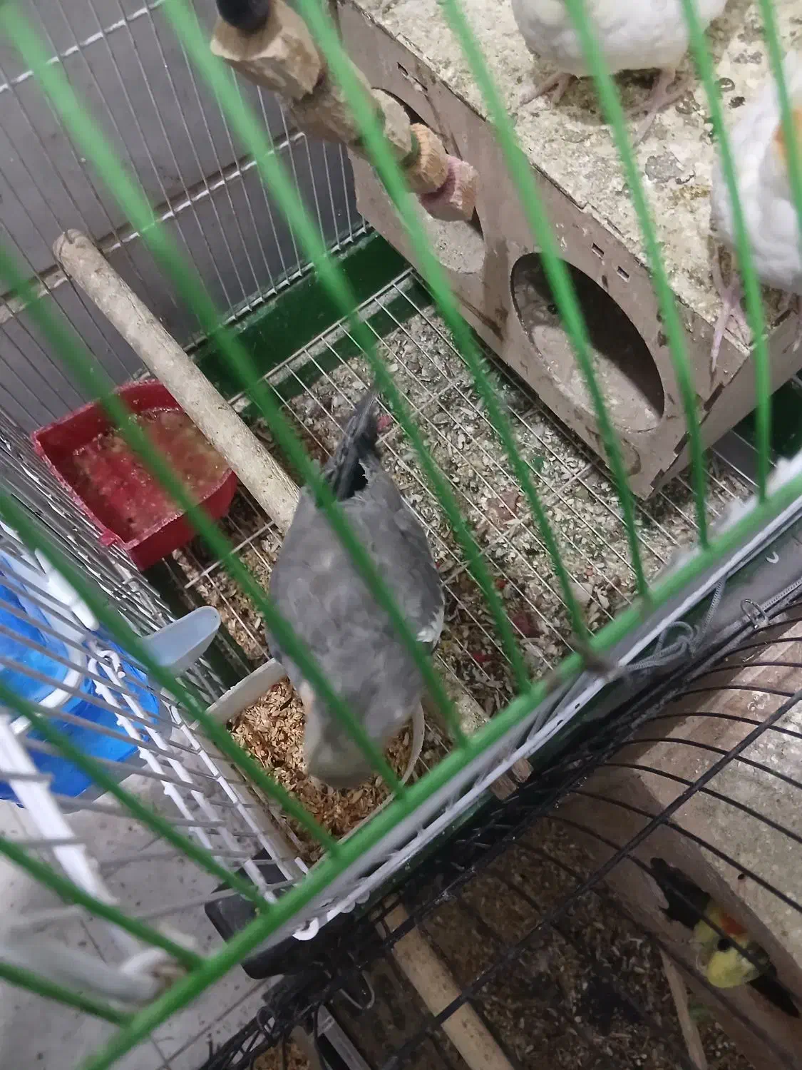 عروس هلندی نر سخنگو|پرنده|ری, فیروزآبادی|دیوار