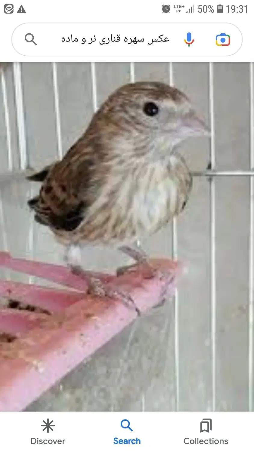 سهره قناری ماده|پرنده|تهران, توحید|دیوار