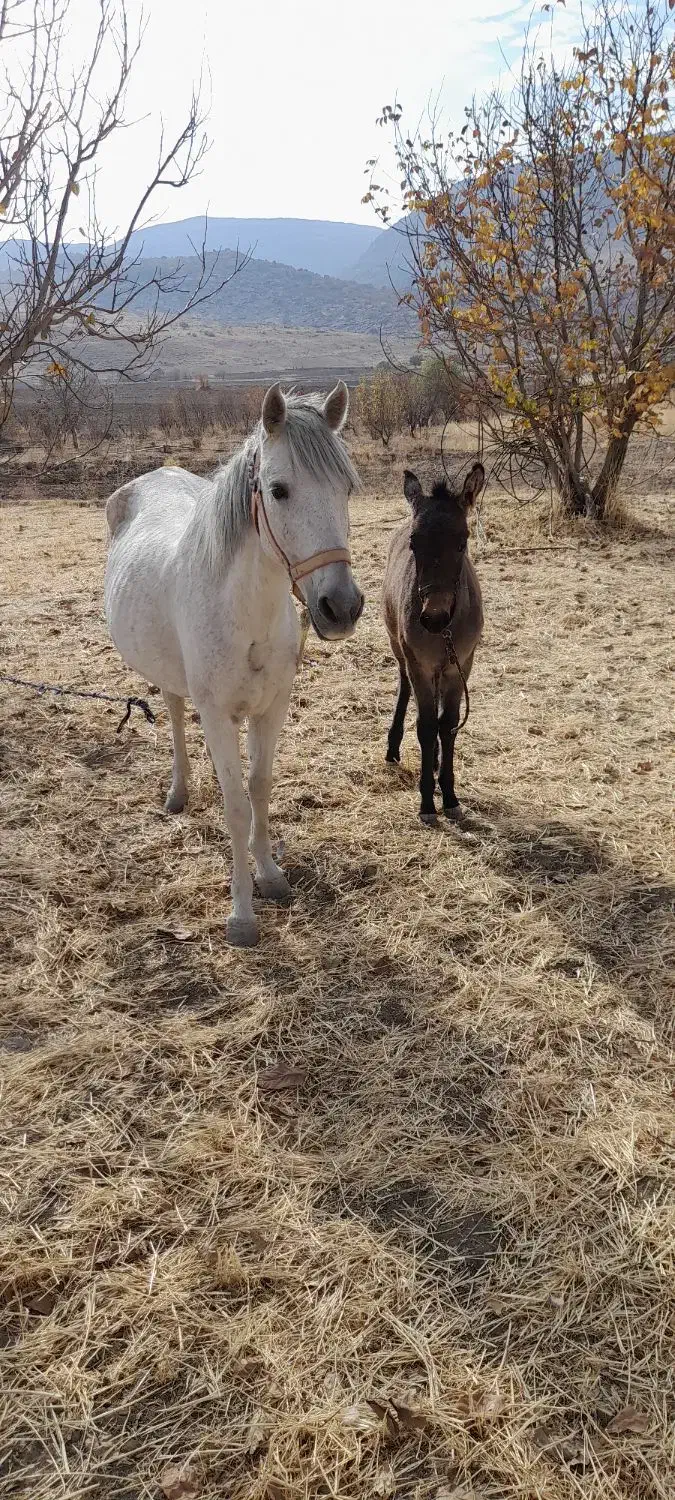 مادیان و کره قاطر به شرط سواری و باری|اسب و تجهیزات اسب‌سواری|کامیاران, |دیوار