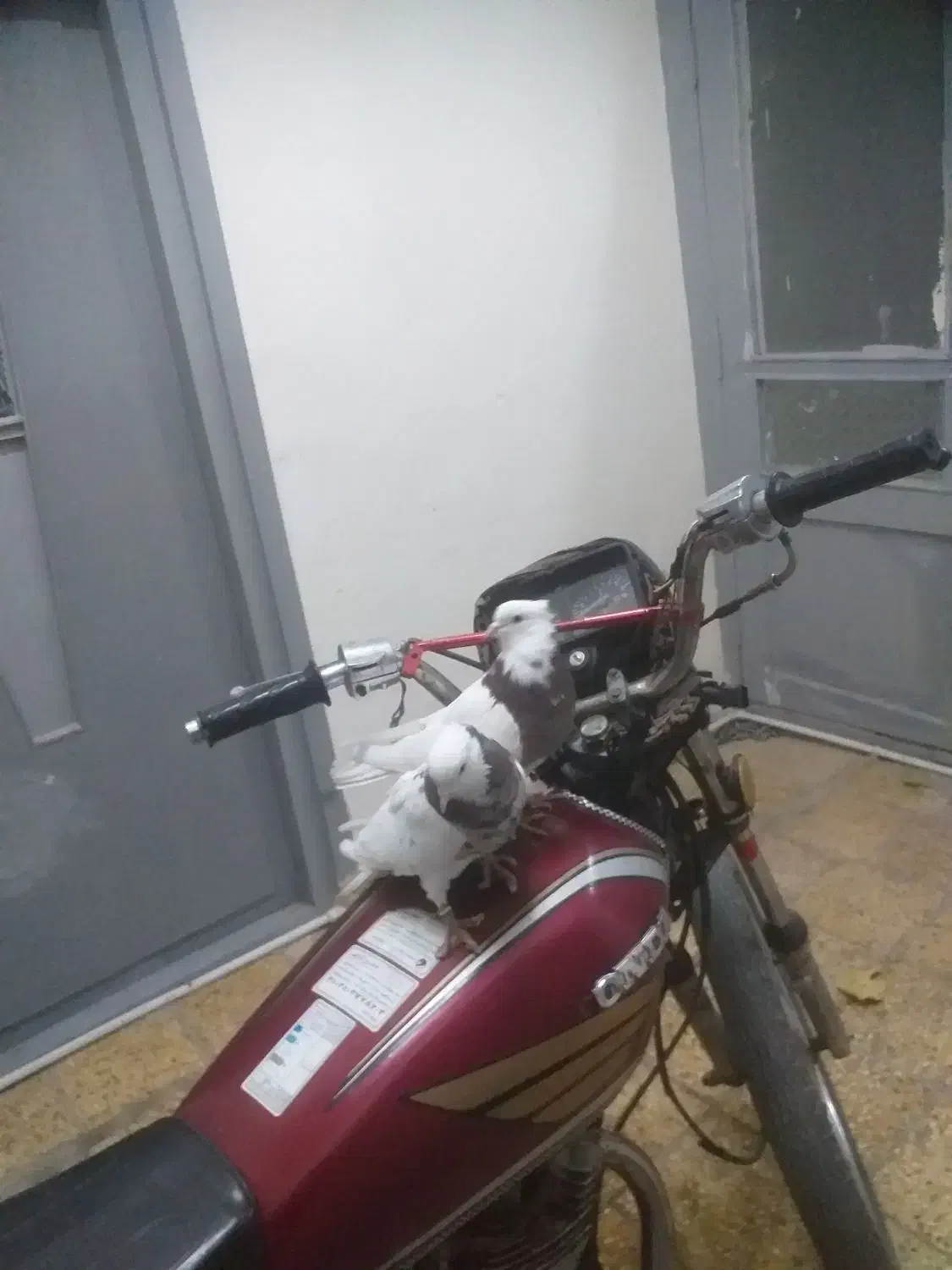 یه جفت طوقی|پرنده|شاهرود, |دیوار